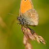 Okac pohankovy - Coenonympha pamphilus - Small Heath 0150